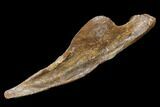 Edmontosaurus Quadrate Bone - South Dakota #113135-2